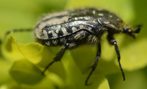 Oxythyrea funesta